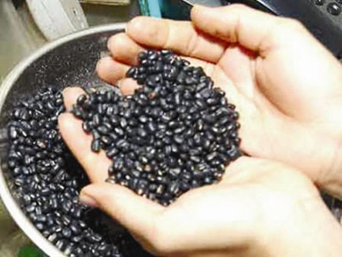 Nhiều người nhập viện sau khi nuốt đậu đen "trường sinh bất lão" ảnh 1 Nhiều người nhập viện vì nuốt đậu đen, Tin tức trong ngày, Nuot dau den, tin don nuot dau den, an hat dau den, truong sinh bat lao, chua bach benh, tim mach, nhoi mau co tim, benh da day, viem loet da day, benh tim, suc khoe, bao.