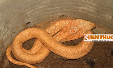 Suýt bỏ mạng vì "rắn thần", Tin tức trong ngày, ran than, ran ho chua, ho mang chua, ran ho mang, ruou ran, ngam ruou ran, ngam ruou, ruou thuoc, ruou bo, thap toan dai bo, ruou bo duong, bao, tin hay, tin hot, tin tuc, vn