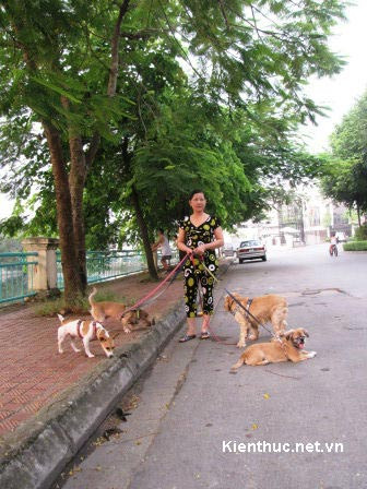 Hà Nội: Dắt chó đi dạo, lương 6 triệu/tháng ảnh 1 HN: Dắt chó đi dạo, lương 6 triệu/tháng, Tin tức trong ngày, dat cho di dao, ho tay, thu nhap khung, ba chu, cho nhap ngoai, cham soc cho, tin tuc, tin nhanh, tin hot, vn