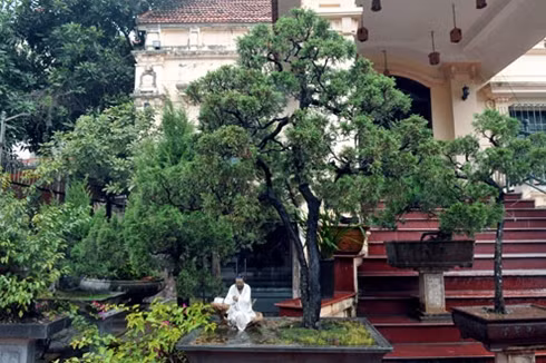 Cây tùng hai thân của anh Bảo. Ảnh: VTC