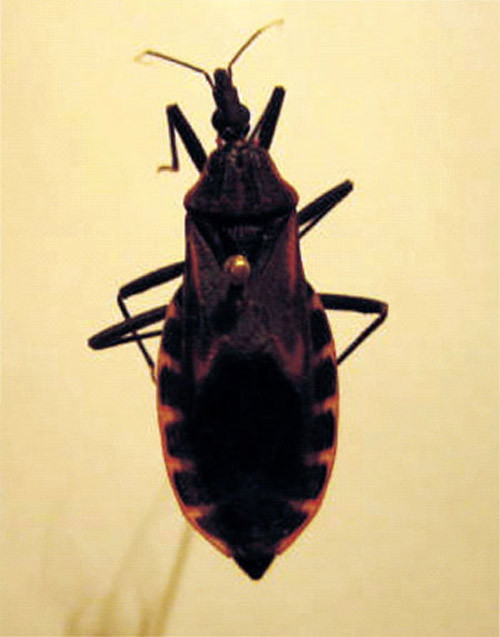 Lại phát hiện bọ xít hút máu người ở HN, Tin tức trong ngày, Bo xit hut mau nguoi, con trung la, ca the bo xit, bo xit phat tan, dot nguoi, dot tre em, ve sinh phong benh, tin tuc, suc khoe, bao.