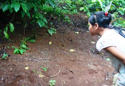 Nơi chôn giấu “bình vàng” trong vườn nhà anh Phú – chị Thoa Anh nong dan mat oan ty dong vi⬦ kho bau trong vuon