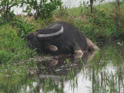 Công an huyện Phú Xuyên đã phối hợp với Ban Chỉ huy quân sự huyện Phú Xuyên, Công an xã Phúc Tiến dùng súng bắn chết con trâu điên Công an huyện Phú Xuyên đã phối hợp với Ban Chỉ huy quân sự huyện Phú Xuyên, Công an xã Phúc Tiến dùng súng bắn chết con trâu điên