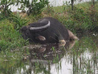 Công an huyện Phú Xuyên đã phối hợp với Ban Chỉ huy quân sự huyện Phú Xuyên, Công an xã Phúc Tiến dùng súng bắn chết con trâu điên