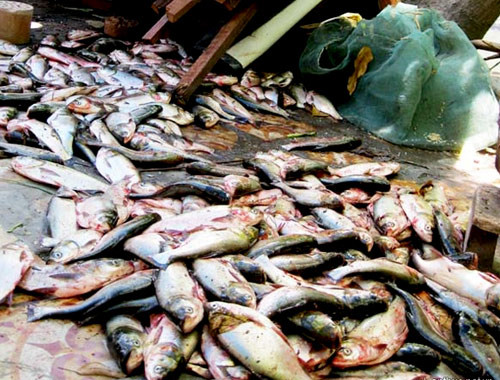 Cá vớt được chủ yếu là cá mè Cá vớt được chủ yếu là cá mè