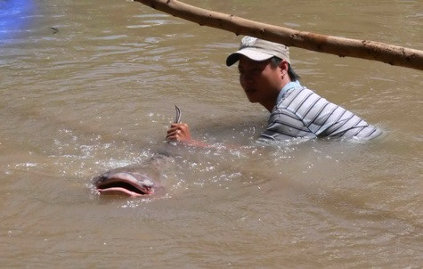 Một con cá tra dầu nặng 86kg đã sa lưới của một ngư dân địa phương.