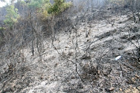 Khoảng 5 ha rừng bị thiêu trụi Khoảng 5 ha rừng bị thiêu trụi
