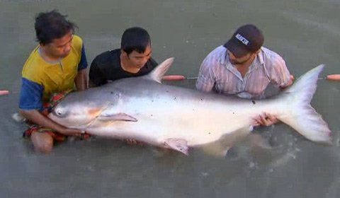 Bắt được cá tra "cực khủng" nặng 72kg ảnh 1 Bắt được cá tra "cực khủng" nặng 72kg, Tin tức trong ngày, ca tra khung, ca tra, ngu dan, ca tra dau, ca, bao, tin tuc, tin hot, tin hay