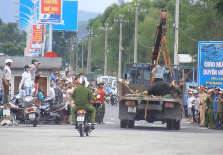 Huế: Nghẹt thở cuộc săn bò tót ở sân bay, Tin tức trong ngày, bo tot huc chet nguoi, bo tot, ban thuoc me, san bay phu bai, dong vat hoang da, dong vat rung, sinh vat rung, dong vat nguy hiem, bo tot, bo tot huc nguoi, bo tot du dan, bao, tin nhanh, tin hot, tin tuc