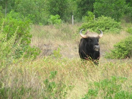 Huế: Nghẹt thở cuộc săn bò tót ở sân bay ảnh 1 Huế: Nghẹt thở cuộc săn bò tót ở sân bay, Tin tức trong ngày, bo tot huc chet nguoi, bo tot, ban thuoc me, san bay phu bai, dong vat hoang da, dong vat rung, sinh vat rung, dong vat nguy hiem, bo tot, bo tot huc nguoi, bo tot du dan, bao, tin nhanh, tin hot, tin tuc