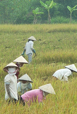 Nam thanh niên tại đồng bằng sông Cửu Long khó cưới vợ ảnh 2 Nam thanh niên tại đồng bằng sông Cửu Long khó cưới vợ ảnh 2