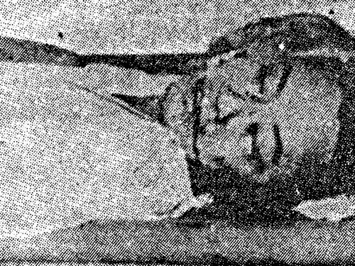 Sự thật cái chết của anh hùng tình báo Phạm Ngọc Thảo ảnh 3 Phạm Ngọc Thảo - Oanh liệt trong thầm lặng