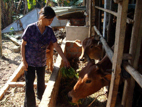 Nông dân điêu đứng vì tin đồn “ăn chuối bị ung thư” ảnh 1 Nông dân điêu đứng vì tin đồn “ăn chuối bị ung thư” ảnh 1
