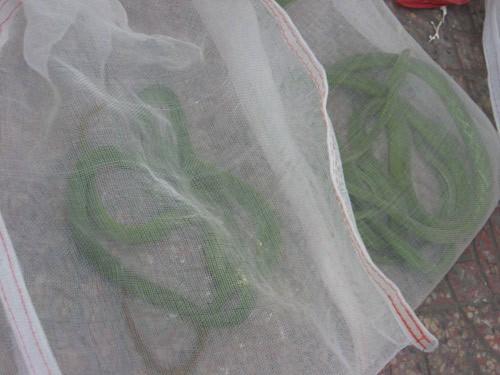 Theo các cán bộ chi cục thú y, việc mua bán động vật mà không trình được giấy tờ chứng mình nguồn gốc xuất xứ là bất hợp pháp. Trường hợp săn bắt, giết, vận chuyển, buôn bán động vật hoang dã quý hiếm có thể sẽ bị xử lý hình sự. Ảnh: Rắn lục lúc nhúc trong những túi lưới Theo các cán bộ chi cục thú y, việc mua bán động vật mà không trình được giấy tờ chứng mình nguồn gốc xuất xứ là bất hợp pháp. Trường hợp săn bắt, giết, vận chuyển, buôn bán động vật hoang dã quý hiếm có thể sẽ bị xử lý hình sự. Ảnh: Rắn lục lúc nhúc trong những túi lưới