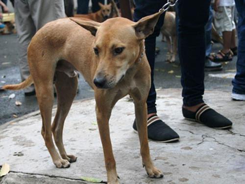 Chó đẹp trên thế giới về hội tụ ở TPHCM ảnh 3 Chó đẹp trên thế giới về hội tụ ở TPHCM, Tin tức trong ngày, cho dep, cho canh, thi cho, cuoc thi cho, cuoc thi cho dep, cuoc thi cho canh, nuoi cho, cham cho, nhan sac cho, bao, tin hay, tin hot, tin tuc, vn