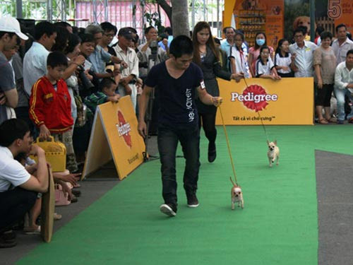 Chó đẹp trên thế giới về hội tụ ở TPHCM ảnh 1 Chó đẹp trên thế giới về hội tụ ở TPHCM, Tin tức trong ngày, cho dep, cho canh, thi cho, cuoc thi cho, cuoc thi cho dep, cuoc thi cho canh, nuoi cho, cham cho, nhan sac cho, bao, tin hay, tin hot, tin tuc, vn