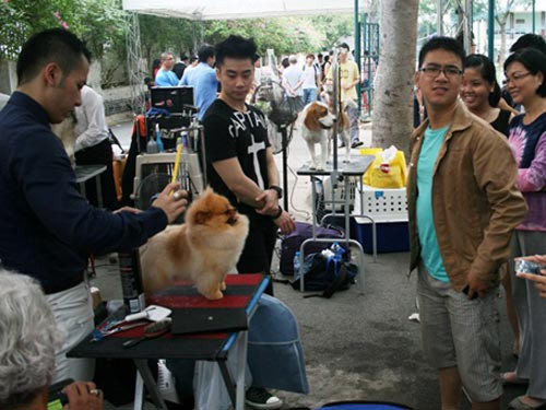 Chó đẹp trên thế giới về hội tụ ở TPHCM ảnh 5 Chó đẹp trên thế giới về hội tụ ở TPHCM, Tin tức trong ngày, cho dep, cho canh, thi cho, cuoc thi cho, cuoc thi cho dep, cuoc thi cho canh, nuoi cho, cham cho, nhan sac cho, bao, tin hay, tin hot, tin tuc, vn