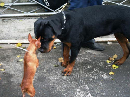 Chó đẹp trên thế giới về hội tụ ở TPHCM ảnh 4 Chó đẹp trên thế giới về hội tụ ở TPHCM, Tin tức trong ngày, cho dep, cho canh, thi cho, cuoc thi cho, cuoc thi cho dep, cuoc thi cho canh, nuoi cho, cham cho, nhan sac cho, bao, tin hay, tin hot, tin tuc, vn