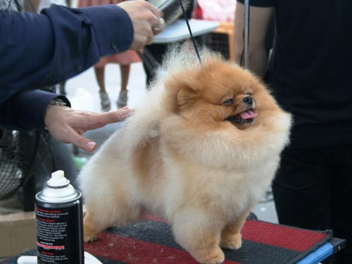 Chó đẹp trên thế giới về hội tụ ở TPHCM ảnh 6 Chó đẹp trên thế giới về hội tụ ở TPHCM, Tin tức trong ngày, cho dep, cho canh, thi cho, cuoc thi cho, cuoc thi cho dep, cuoc thi cho canh, nuoi cho, cham cho, nhan sac cho, bao, tin hay, tin hot, tin tuc, vn