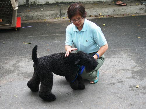 Chó đẹp trên thế giới về hội tụ ở TPHCM ảnh 7 Chó đẹp trên thế giới về hội tụ ở TPHCM, Tin tức trong ngày, cho dep, cho canh, thi cho, cuoc thi cho, cuoc thi cho dep, cuoc thi cho canh, nuoi cho, cham cho, nhan sac cho, bao, tin hay, tin hot, tin tuc, vn