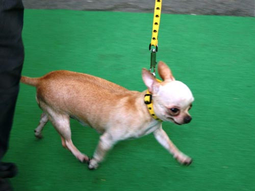 Chó đẹp trên thế giới về hội tụ ở TPHCM ảnh 2 Chó đẹp trên thế giới về hội tụ ở TPHCM, Tin tức trong ngày, cho dep, cho canh, thi cho, cuoc thi cho, cuoc thi cho dep, cuoc thi cho canh, nuoi cho, cham cho, nhan sac cho, bao, tin hay, tin hot, tin tuc, vn