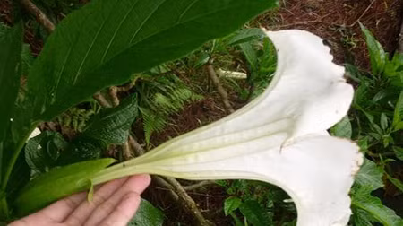 Hoa của cây Borrachero. Ảnh: Internet