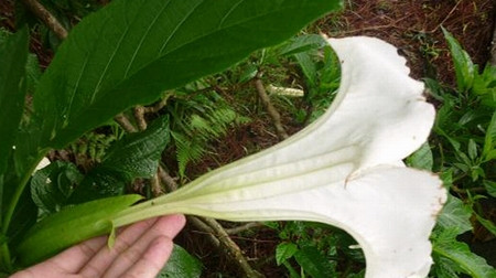 Hoa của cây Borrachero. Ảnh: Internet Hoa của cây Borrachero. Ảnh: Internet