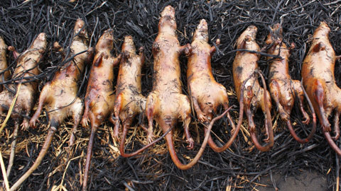 Đem thui chuột bằng rơm. Đem thui chuột bằng rơm.