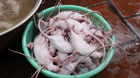 Chuột mới làm lông, còn trắng hếu. Chuột mới làm lông, còn trắng hếu.