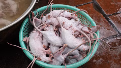 Chuột mới làm lông, còn trắng hếu.