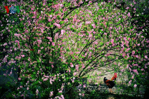 Những hình ảnh về Tết Nguyên đán Tân Mão