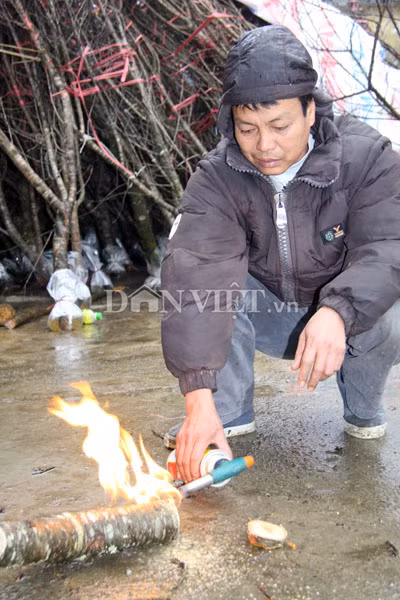 Những người kinh doanh đào ở Mộc Châu, Sơn La dùng đèn khò đốt gốc đào để được tươi lâu