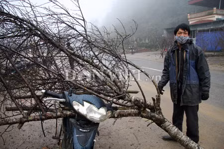 Người dân sẵn lòng chặt nguyên cả những cành đào như thế này để đem bán dịp Tết