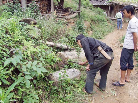 Những phiến gỗ pơ mu quý vứt la liệt ở bản Trống Tông. Những phiến gỗ pơ mu quý vứt la liệt ở bản Trống Tông.