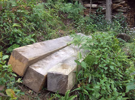 Gỗ pơ mu được khai thác ở Khu bảo tồn Mù Cang Chải.