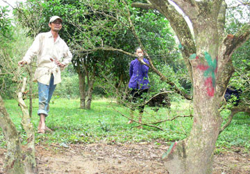 Thương lái Trung Quốc săn lùng ngâu cổ thụ ảnh 1