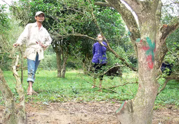 Thương lái Trung Quốc săn lùng ngâu cổ thụ ảnh 1 Thương lái Trung Quốc săn lùng ngâu cổ thụ ảnh 1