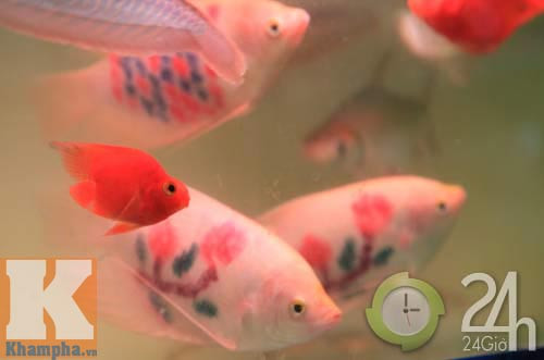 Độc đáo thú xăm cá cảnh, Tin tức trong ngày, ca canh, be ca canh, xam ca canh, choi ca canh, Hong ket hoa, Phat tai hoa, pho ban ca canh, thuc an cho ca canh, tin tuc, tin hot