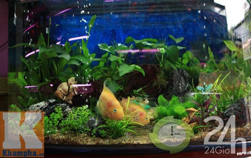 Độc đáo thú xăm cá cảnh, Tin tức trong ngày, ca canh, be ca canh, xam ca canh, choi ca canh, Hong ket hoa, Phat tai hoa, pho ban ca canh, thuc an cho ca canh, tin tuc, tin hot