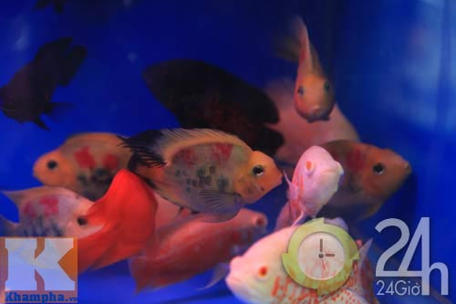 Độc đáo thú xăm cá cảnh, Tin tức trong ngày, ca canh, be ca canh, xam ca canh, choi ca canh, Hong ket hoa, Phat tai hoa, pho ban ca canh, thuc an cho ca canh, tin tuc, tin hot