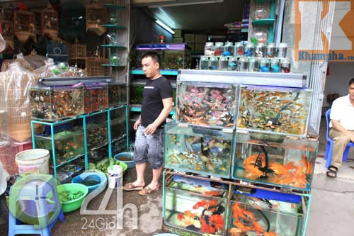 Độc đáo thú xăm cá cảnh, Tin tức trong ngày, ca canh, be ca canh, xam ca canh, choi ca canh, Hong ket hoa, Phat tai hoa, pho ban ca canh, thuc an cho ca canh, tin tuc, tin hot