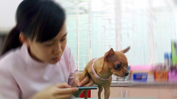 Nghề "độc" tại Hà thành: Nhổ tóc bạc, giũa móng, làm đẹp cho thú cưng ảnh 2 Nghề "độc" tại Hà thành: Nhổ tóc bạc, giũa móng, làm đẹp cho thú cưng ảnh 2