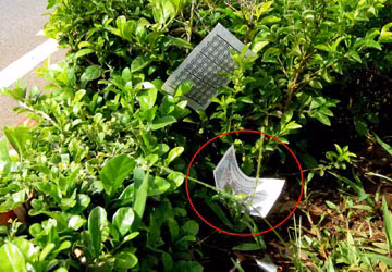Đám tang rải tiền thật ảnh 1