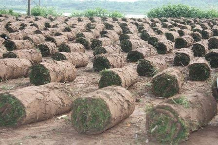 Nghề đặc biệt bên sông Hồng ảnh 10 Nghề đặc biệt bên sông Hồng, Tin tức trong ngày, nghe trong co, trong co nhung, bai boi song hong, nong dan, nghe dac biet, bao, tin tuc, tin hot, tin hay