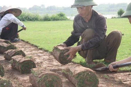 Nghề đặc biệt bên sông Hồng ảnh 3 Nghề đặc biệt bên sông Hồng, Tin tức trong ngày, nghe trong co, trong co nhung, bai boi song hong, nong dan, nghe dac biet, bao, tin tuc, tin hot, tin hay