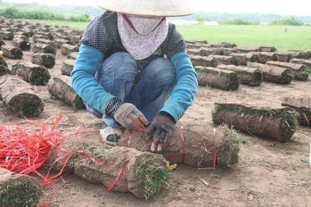 Nghề đặc biệt bên sông Hồng ảnh 7 Nghề đặc biệt bên sông Hồng, Tin tức trong ngày, nghe trong co, trong co nhung, bai boi song hong, nong dan, nghe dac biet, bao, tin tuc, tin hot, tin hay