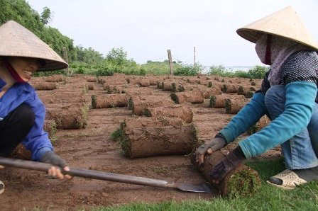 Nghề đặc biệt bên sông Hồng ảnh 1 Nghề đặc biệt bên sông Hồng, Tin tức trong ngày, nghe trong co, trong co nhung, bai boi song hong, nong dan, nghe dac biet, bao, tin tuc, tin hot, tin hay