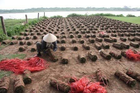 Nghề đặc biệt bên sông Hồng ảnh 8 Nghề đặc biệt bên sông Hồng, Tin tức trong ngày, nghe trong co, trong co nhung, bai boi song hong, nong dan, nghe dac biet, bao, tin tuc, tin hot, tin hay