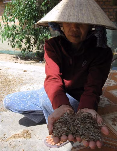 Người cào tép kiếm tiền triệu mỗi đêm, Tin tức trong ngày, cao tep, kiem tien, bat tep bang xung dien, bat tom ca, xung dien, danh bat ca, danh bat thuy san, tom tep, lam giau, thuong lai, bao, tin hay, tin hot, tin tuc