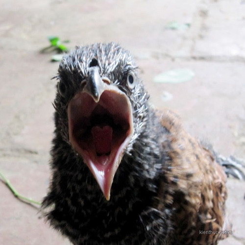 Bắt được đôi chim lạ mỗi ngày ăn 1kg thịt lợn ảnh 7 Bắt được đôi chim lạ mỗi ngày ăn 1kg thịt lợn, Tin tức trong ngày, chim la, doi chim, chim, dieu hau, hoa binh, to chim, bao, tin tuc, tin hot, tin hay